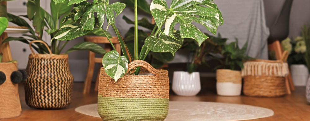 Lechuza bloempotten Lechuza bloempotten