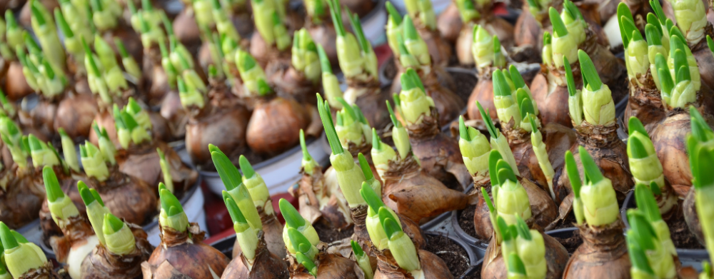 Bloembollen Bloembollen