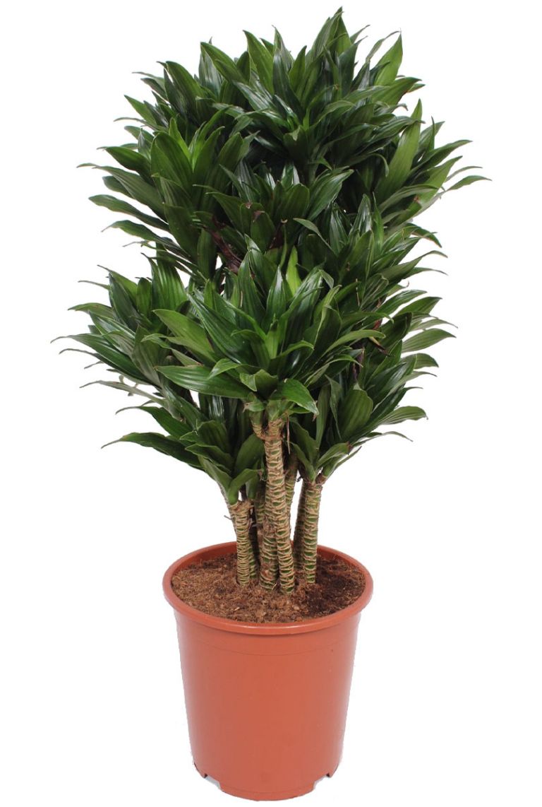 Dracaena Compacta Drakenbloedboom Cm Kopen Planten Nl