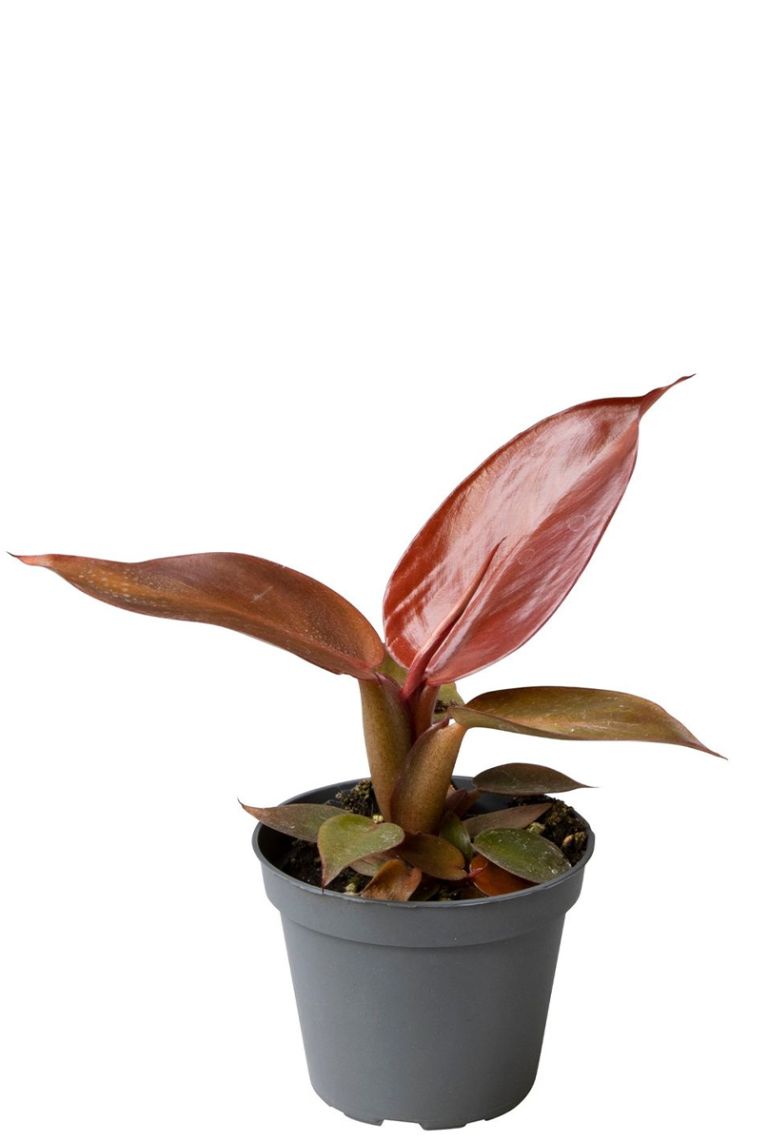 Philodendron Red Sun Cm Kopen Planten Nl