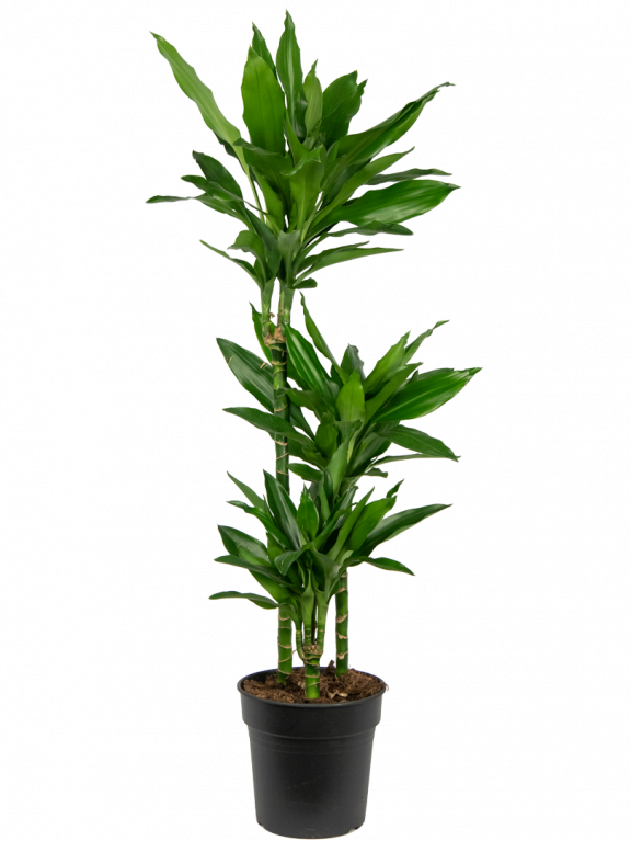 Dracaena Janet Lind Drakenbloedboom Cm Kopen Planten Nl