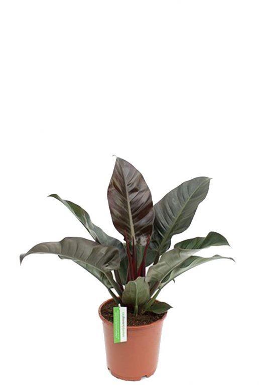 Philodendron Imperial Red 70cm Kopen 123planten Nl