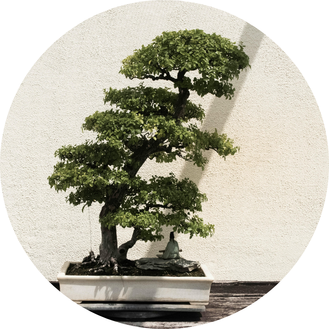 Bonsai verzorging Bonsai verzorging