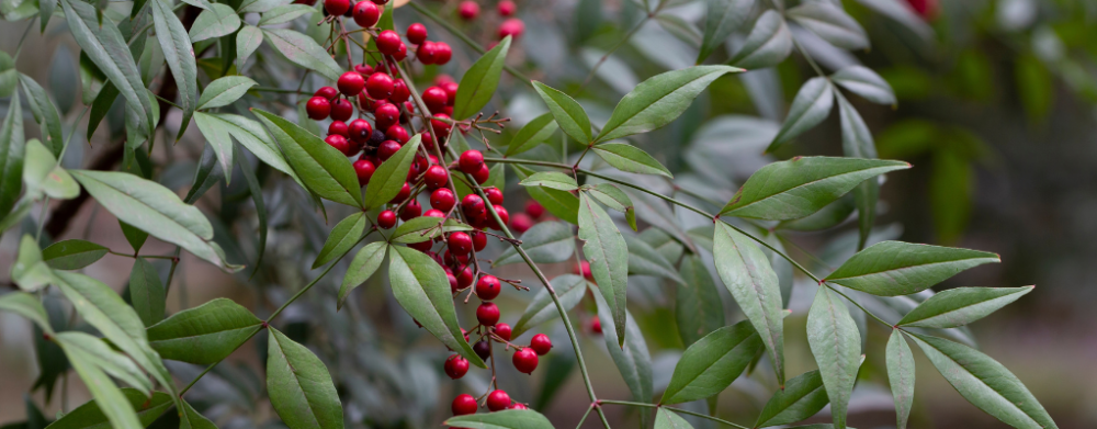 Balkon- en terrasplanten Balkon- en terrasplanten