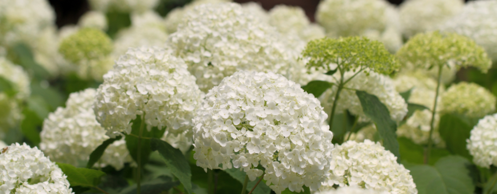 Balkon- en terrasplanten Balkon- en terrasplanten