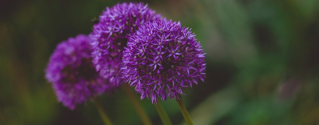 Allium bollen