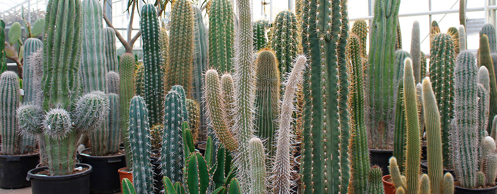 kruis kans vertel het me Cactus kopen? Grote & kleine cactussen - 123planten.nl