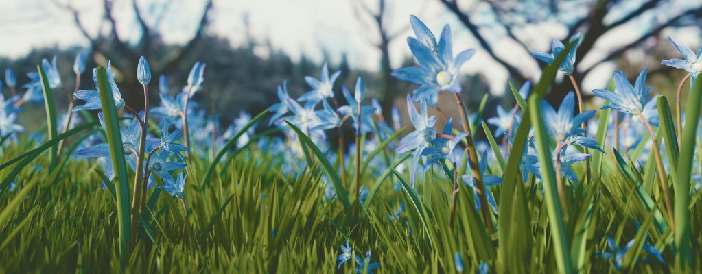 Chionodoxa