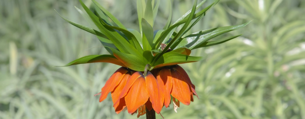 Fritillaria