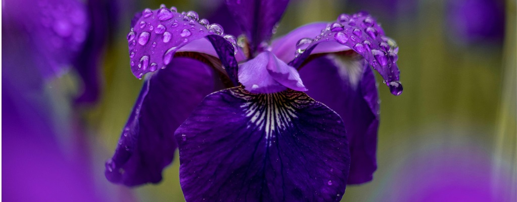 Iris