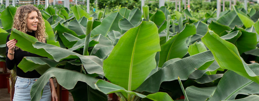 Bananenplant (Musa) kopen? 123planten.nl