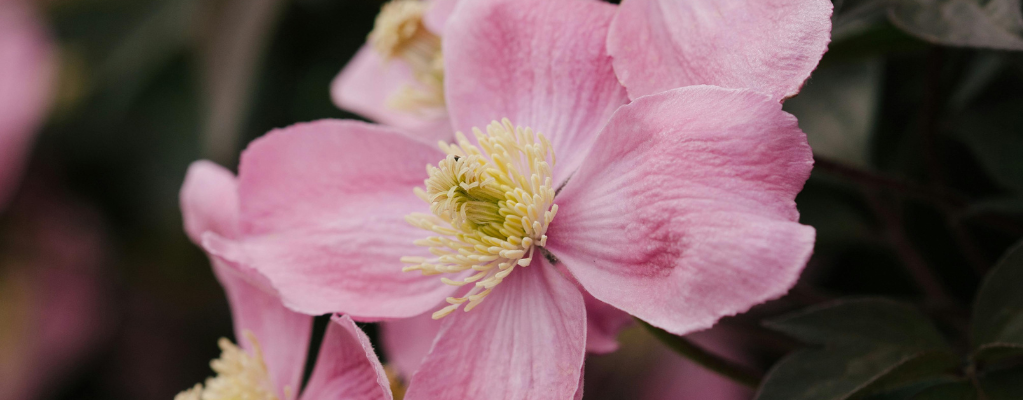 Roze en rode tuinplanten 