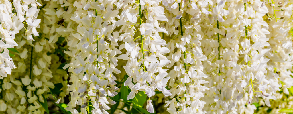 Witte tuinplanten