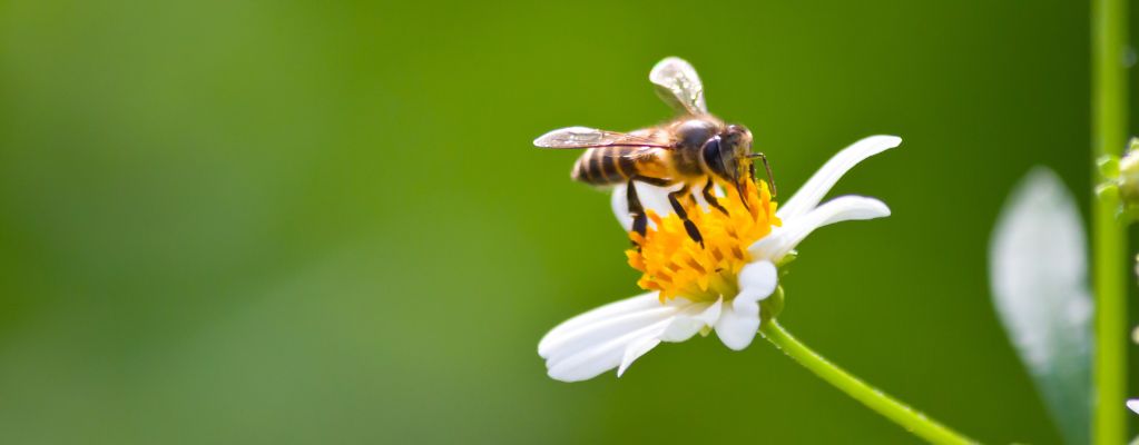 Bijenplanten: Creëer een levendige en kleurrijke tuin