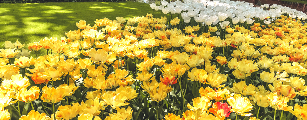 Geurende tuinplanten: de perfecte aromatische aanvulling voor uw tuin