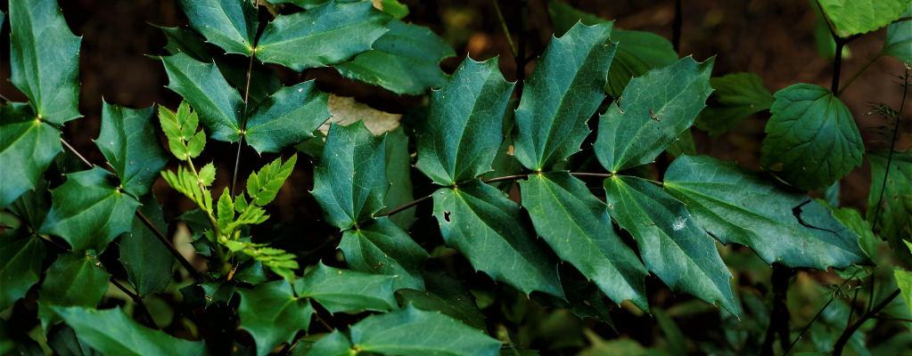 Groene tuinplanten