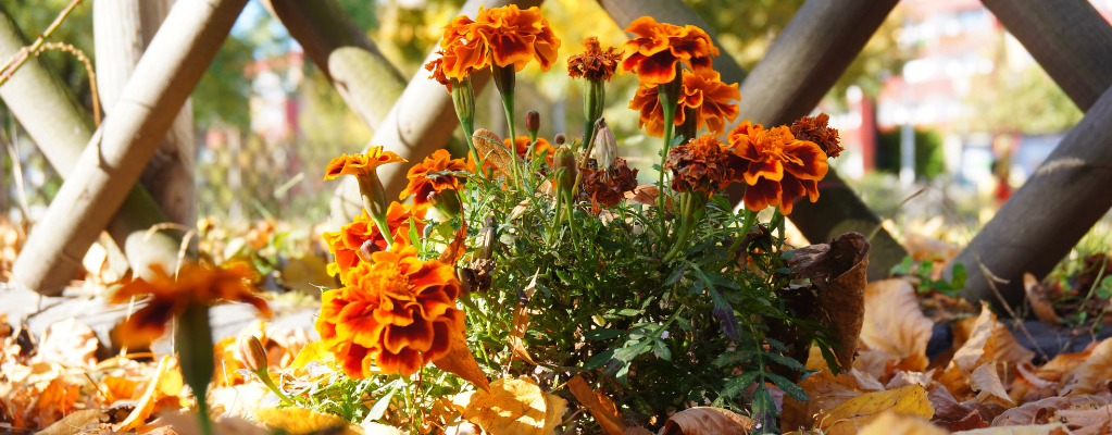 Vaste planten najaar | Een kleurrijke tuin in de herfst