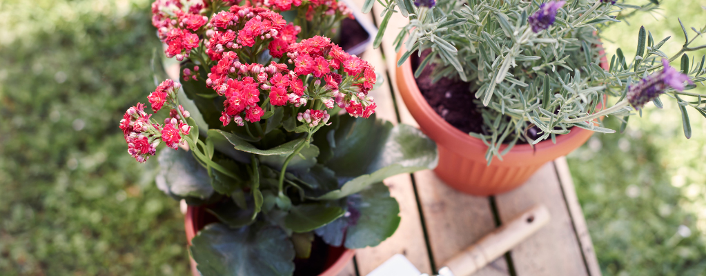 Vaste stralende zomerbloeiers voor een kleurrijke zomertuin