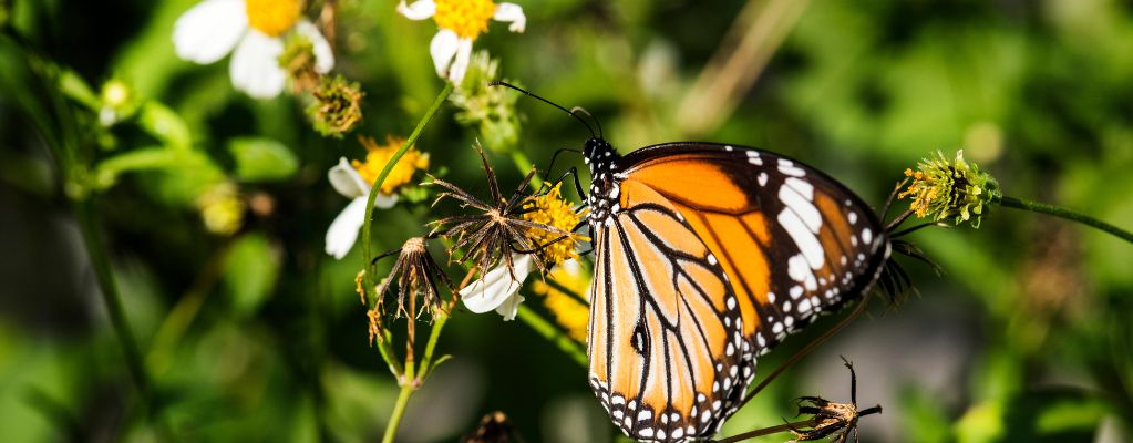 Vlinderplanten: Creëer een tuin vol fladderende kleuren