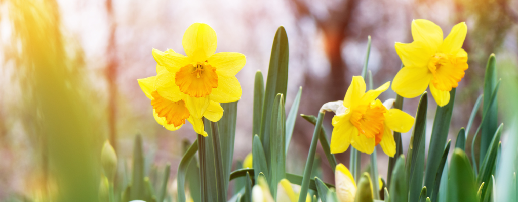 Voorjaarsbloeiers – Breng kleur in je tuin na de winter