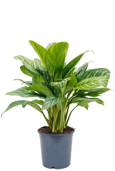 Aglaonema stripes kamerplant 1