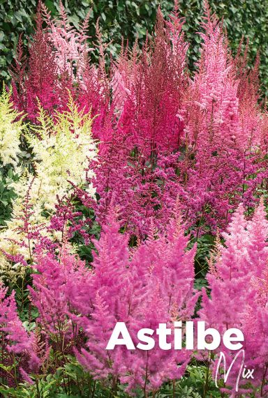 Astilbe mix bloembollen