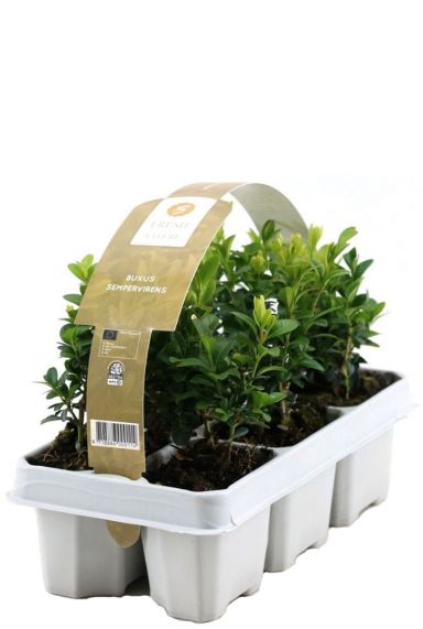 Buxus sempervirens tuinplant