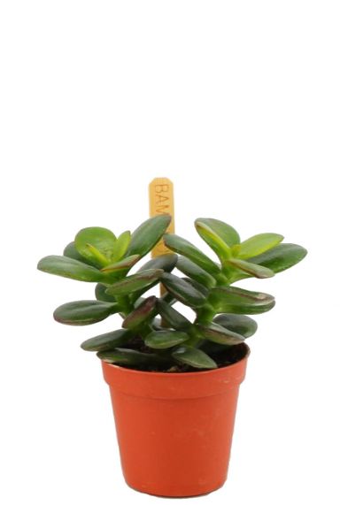 Crassula minor