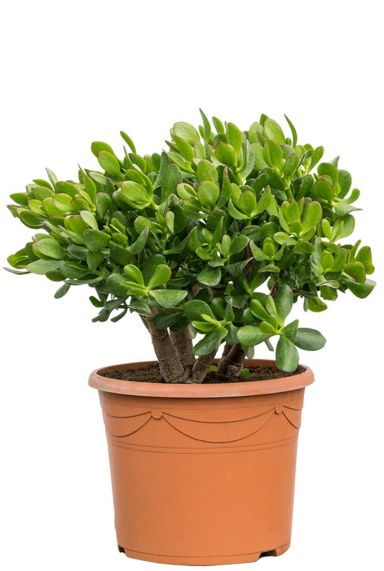 Crassula ovata vetplant