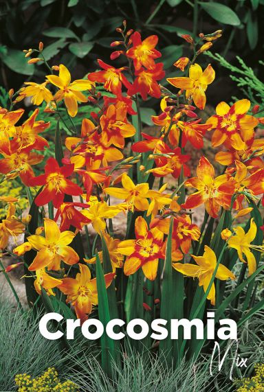 Crocosmia mix bloembollen