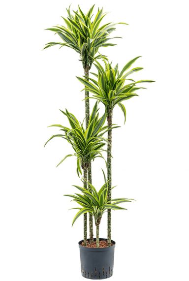 Dracaena lemon lime hydro 2