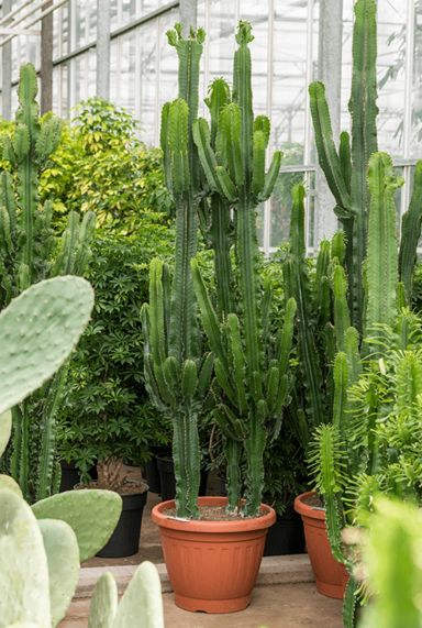 Grote cactussen kopen? 123planten.nl