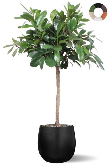 Ficus boom in pot