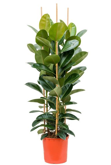 Ficus elastica robusta