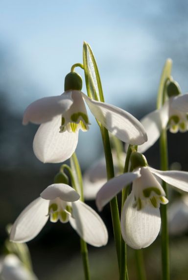 Galanthus woronowii sfeer