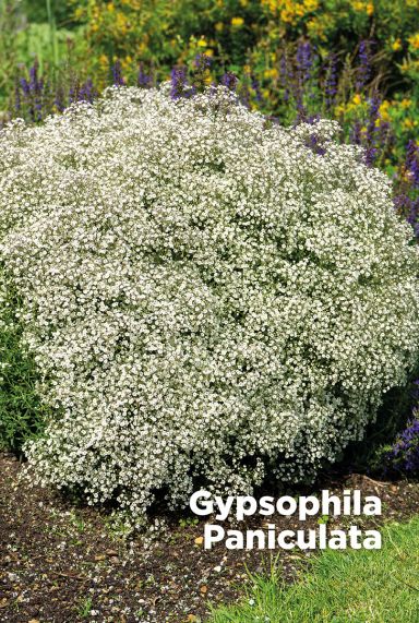 Gypsophila paniculata bloembollen