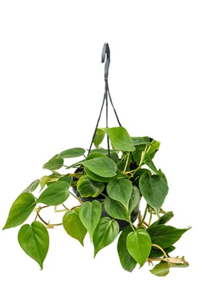 Hangplantje met diepgroene bladeren