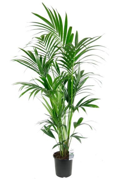 Kentia palm | Forsteriana 180cm kopen?-