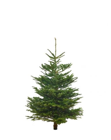 Kerstboom 100-125