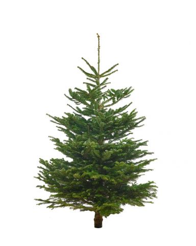 Kerstboom 150-175