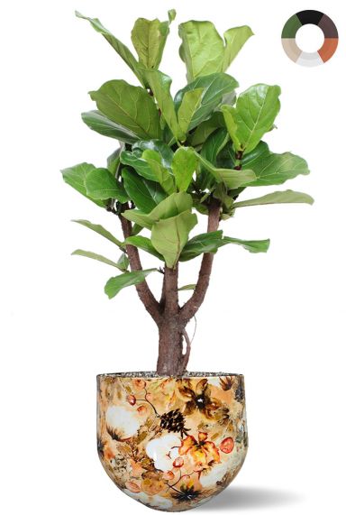 Lyrata plant in kleurige pot