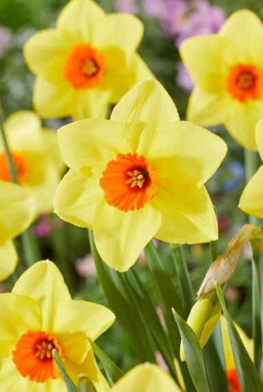 Narcissus fragrant mix sfeer