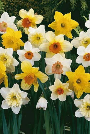 Narcissus largeflowering mix sfeer