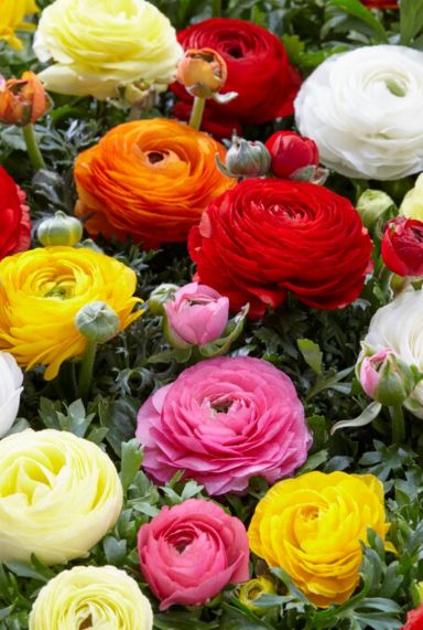 Ranunculus mix sfeer