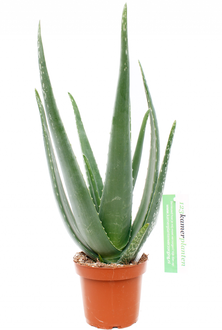 Snooze Aktentas Roestig Aloe vera | Wonderplant 40cm kopen?- 123planten.nl