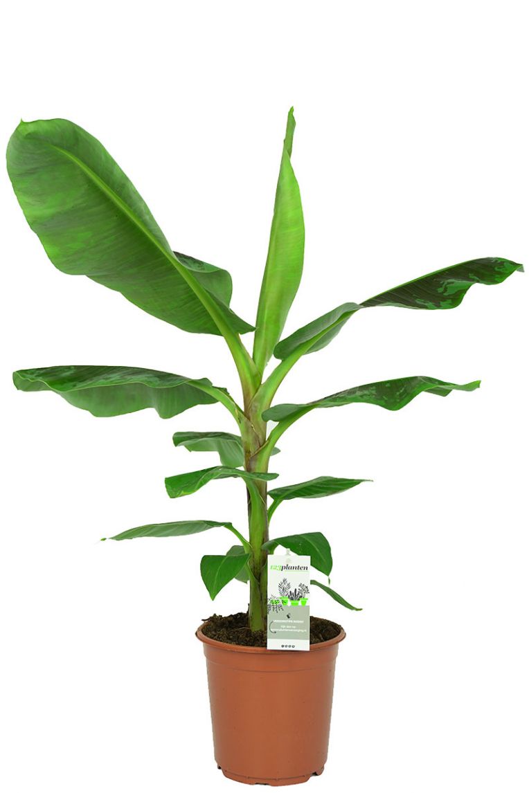Musa Dwarf | Bananenplant 90cm 123planten.nl
