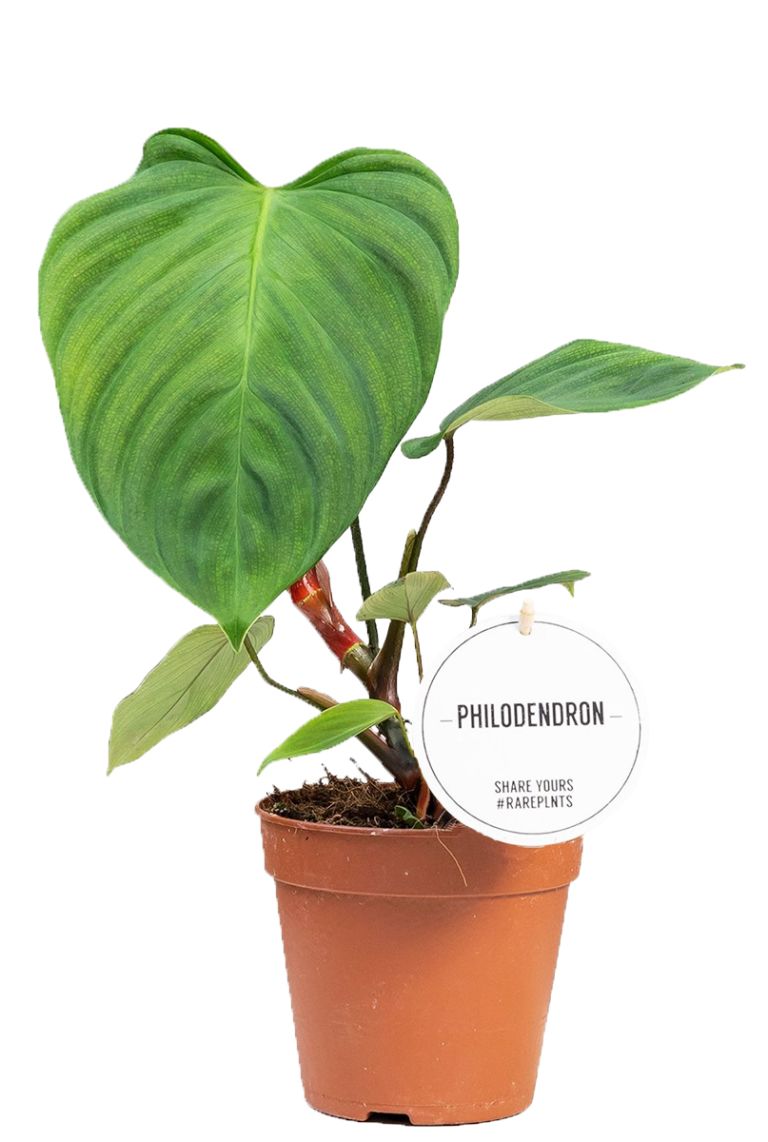 Philodendron Fuzzy Petiole | 30cm kopen?- 123planten.nl