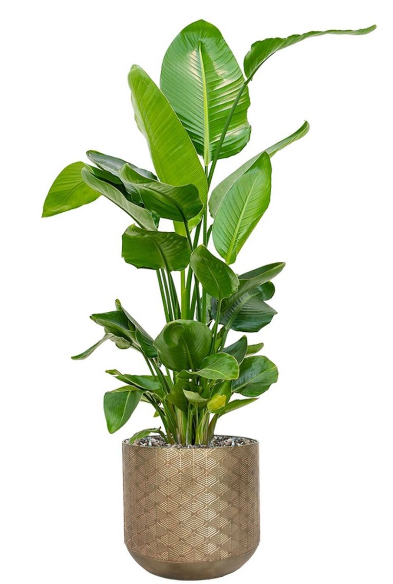 Strelitzia is bronzen pot -