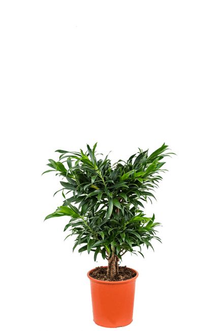 Dracaena reflexa