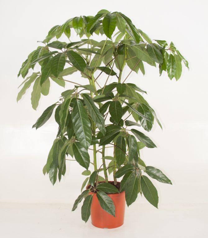 Schefflera Amate